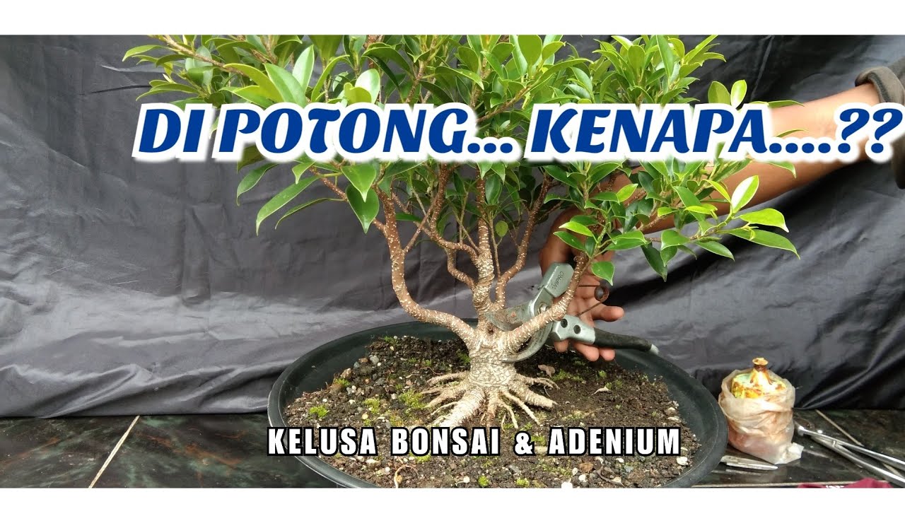 REPOSISI UNTUK MEMBUAT TAMPAK DEPAN BONSAI KIMENG