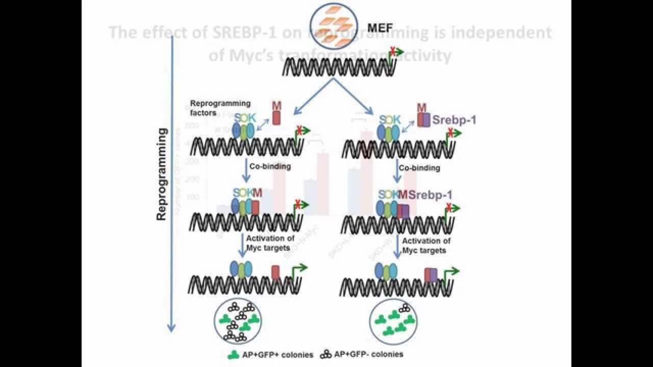 STEM CELLS: Srebp-1 interacts with c-Myc to enhance somatic cell reprogramming
