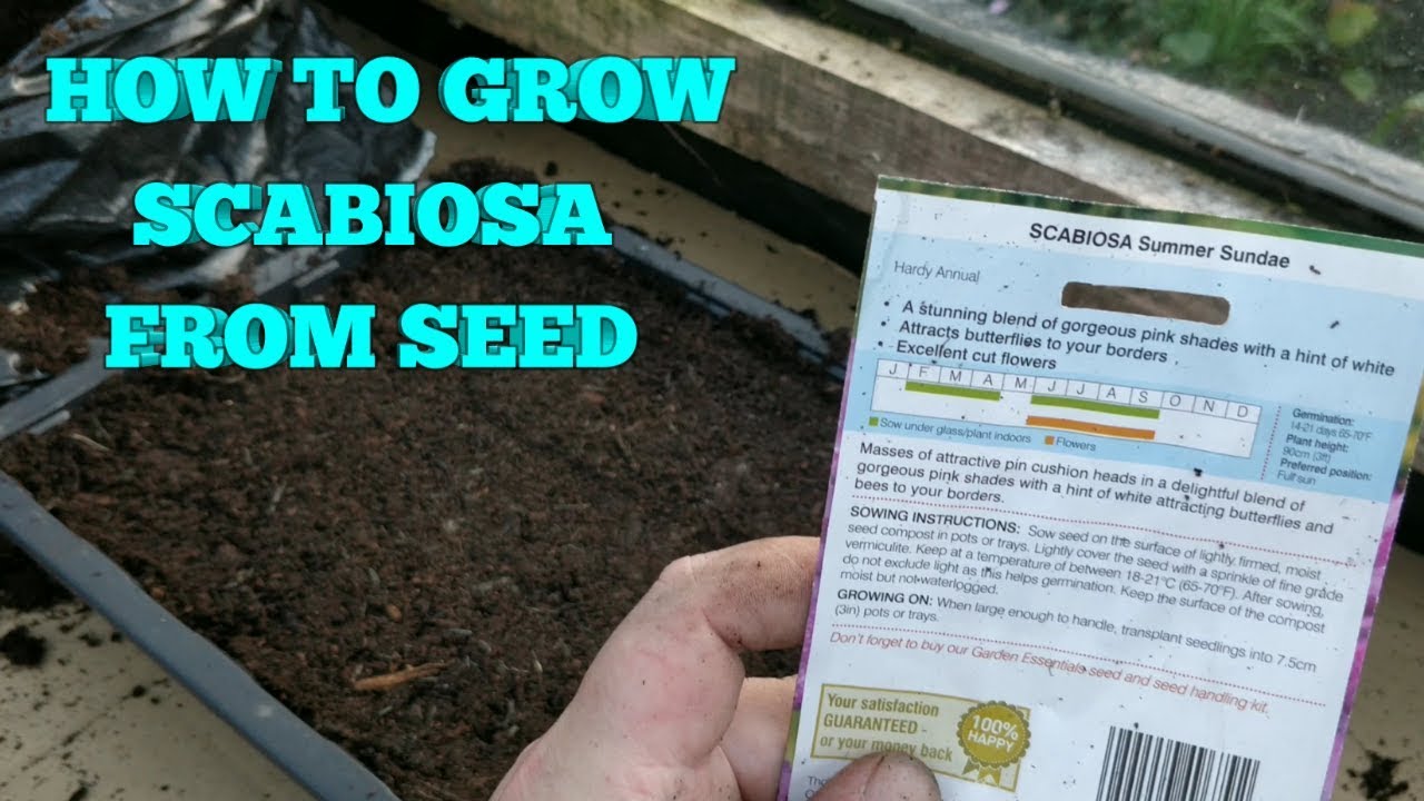 🌸🌺🌷HOW TO GROW SCABIOSA FROM SEED PART 1🌷🌺🌸