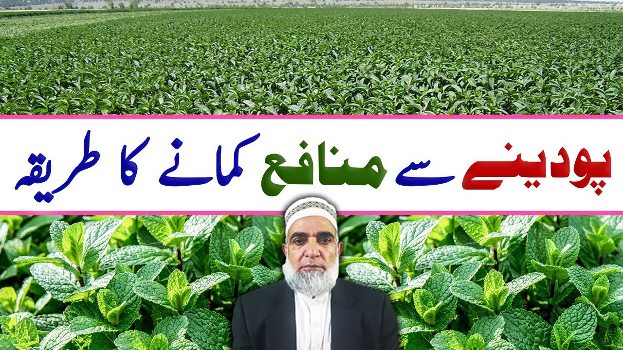 Three suggestions for better Profitability of Mint || Crop Reformer