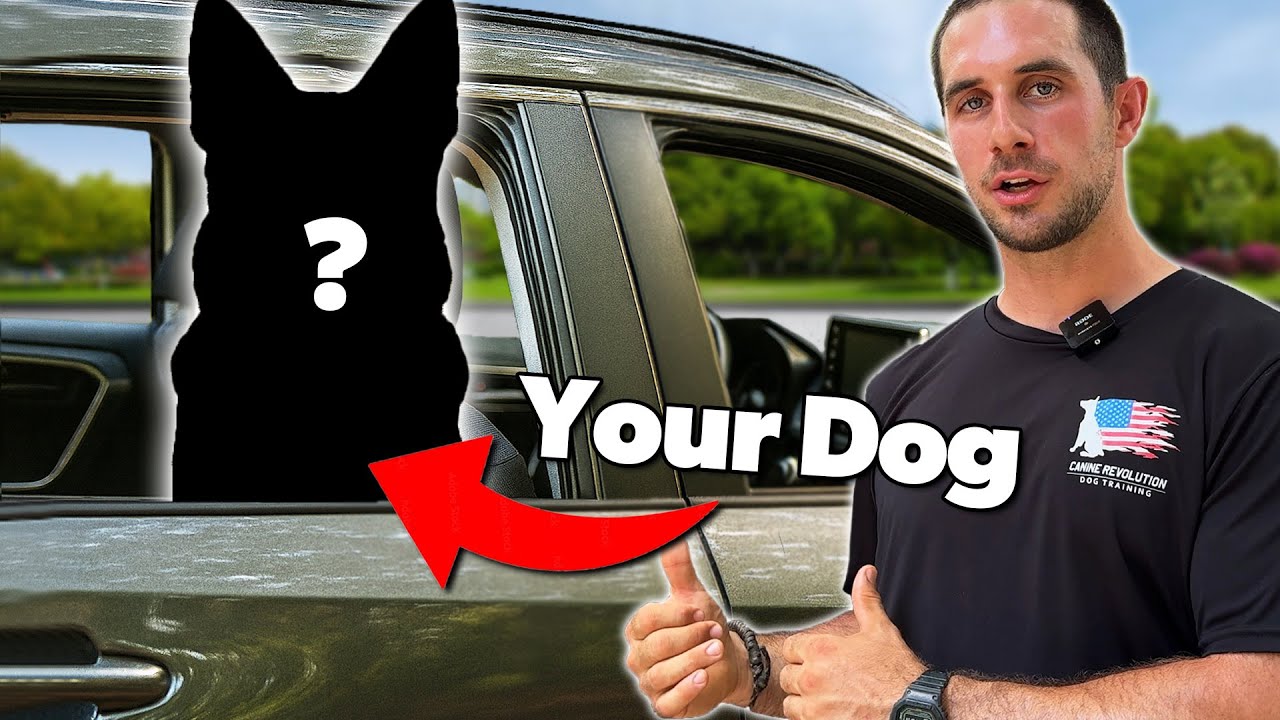 How to Calm Your Dog Down in the Car!