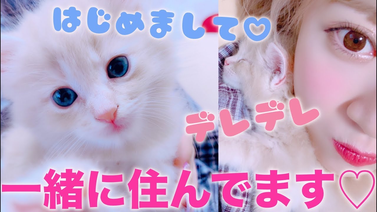 【報告】さぁや、子猫を飼いました！〜初めましてアルです♡〜