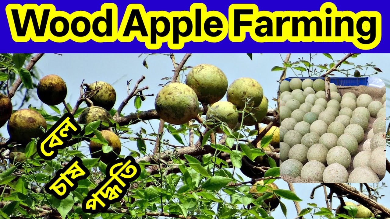 Wood Apple ! Wood Apple Farming ! Wood Apple Farming In India ! Unick Farming ! Wood Apple Farming