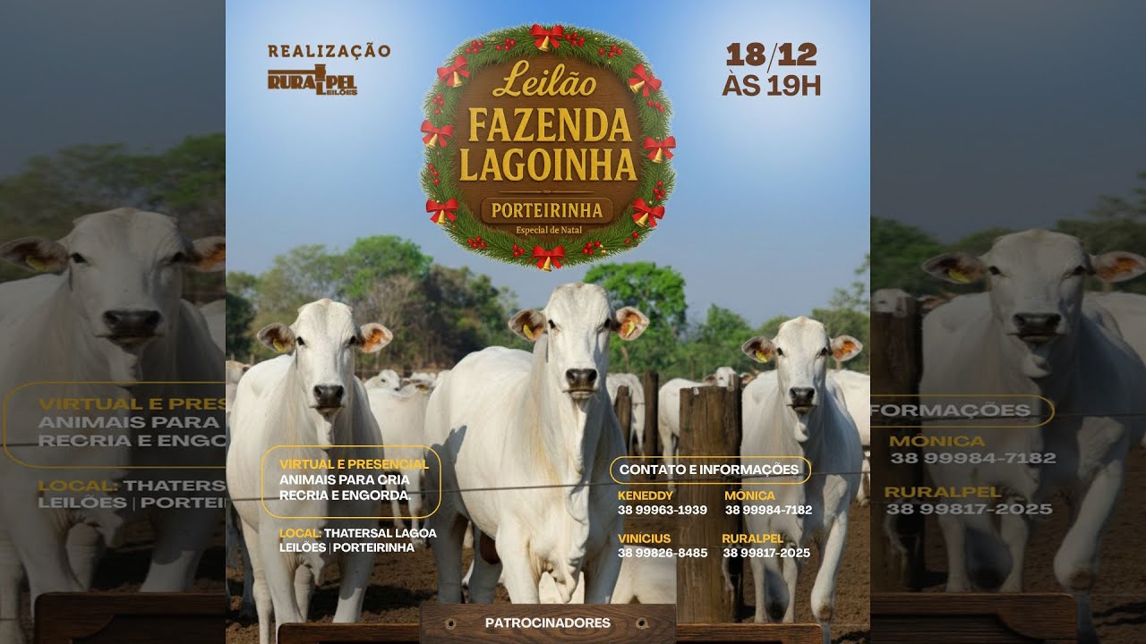 Leilão da Fazenda Lagoinha ESPECIAL DE NATAL