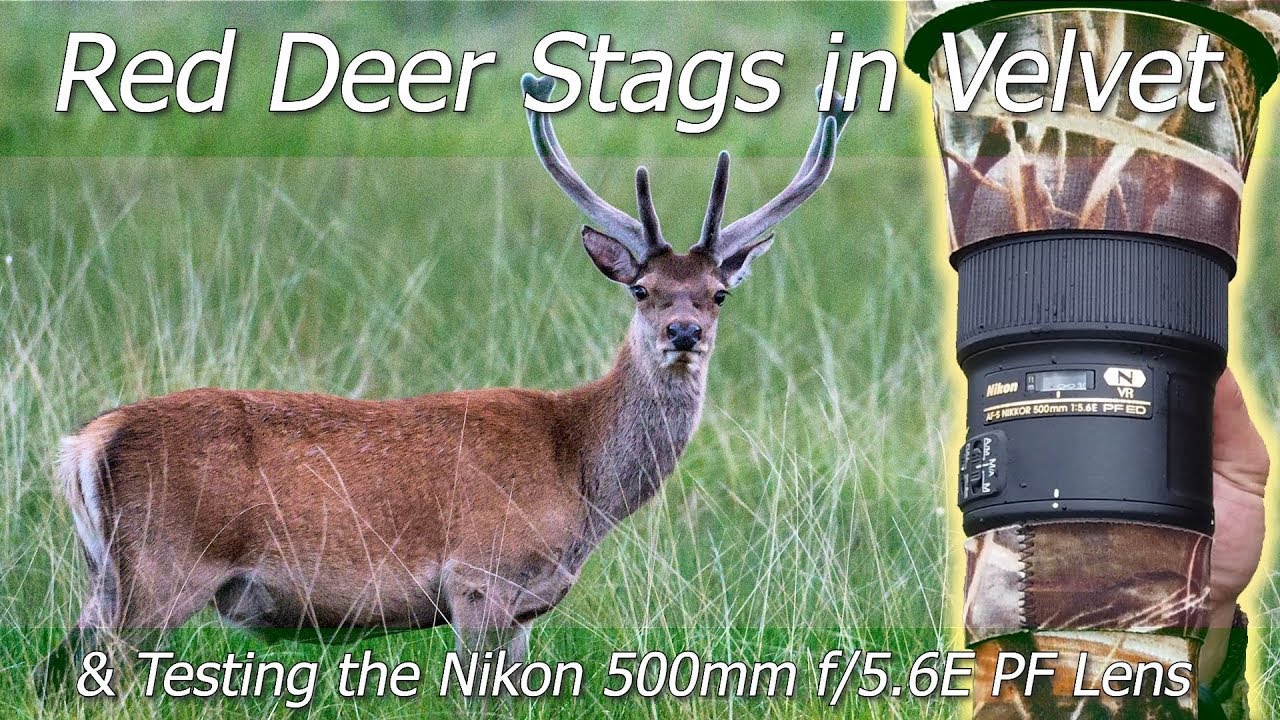 RED DEER STAGS in Velvet | Wildlife Photography | Nikon Z7 + 500mm f/5.6E PF VR