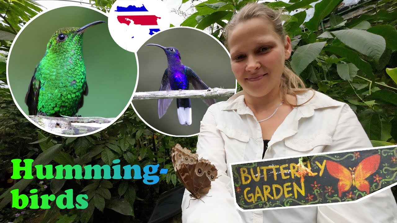 A Day full of Hummingbirds & Butterflies 🦋 | Costa Rica 🇨🇷