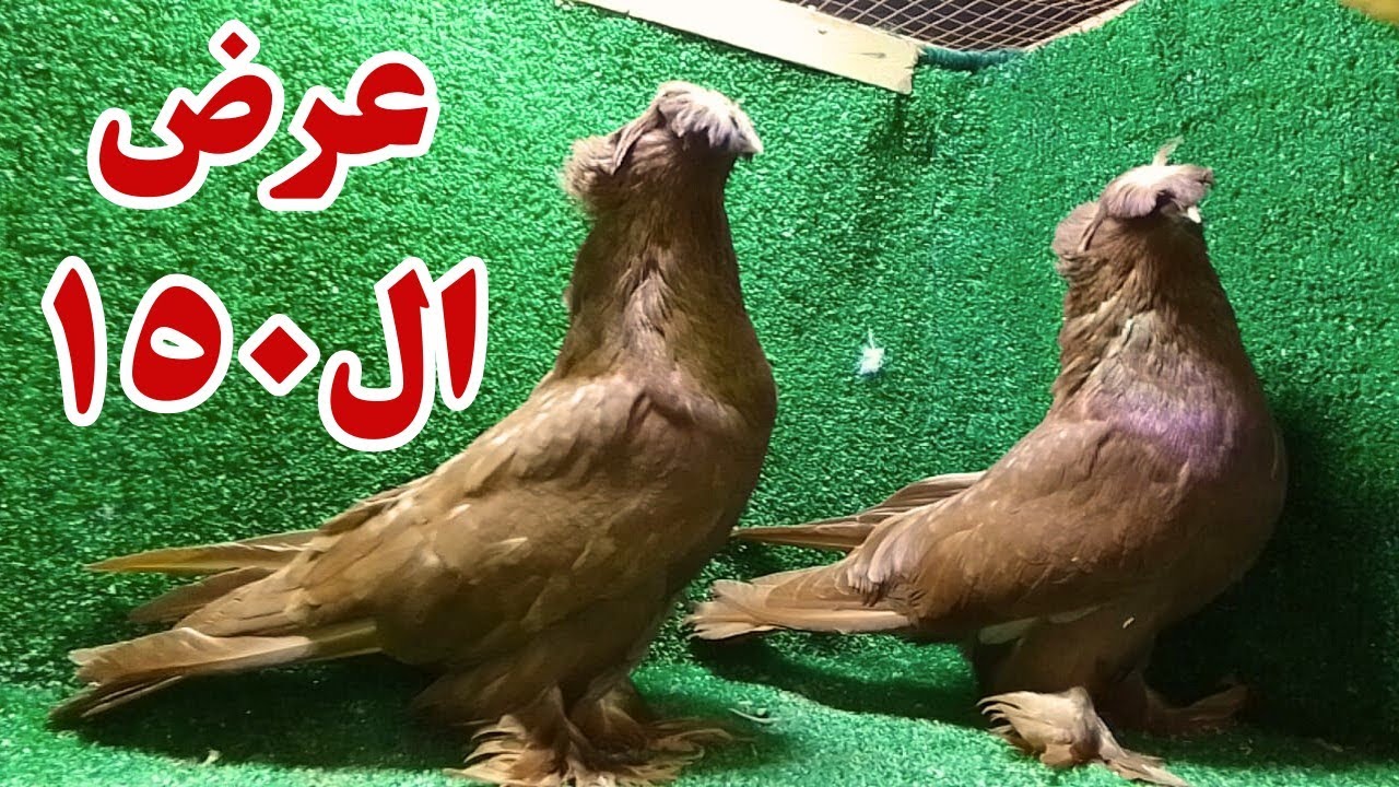 غيه حمام كامله للبيع طبق حلويات كل انواع الحمام في سهره الخميس