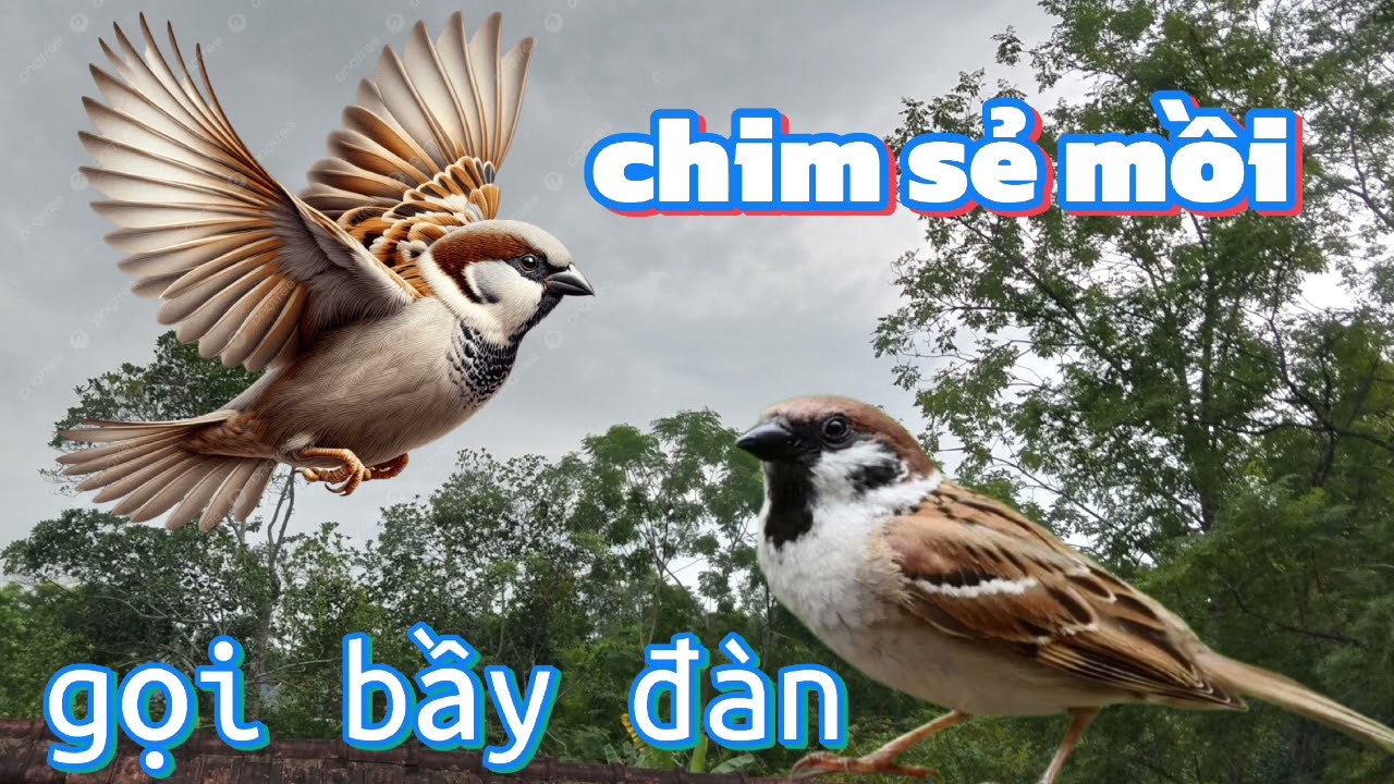 Tiếng chim sẻ mồi- tiếng chim sẻ - tiếng chim sẻ gọi bầy - tiếng chim sẻ kêu 