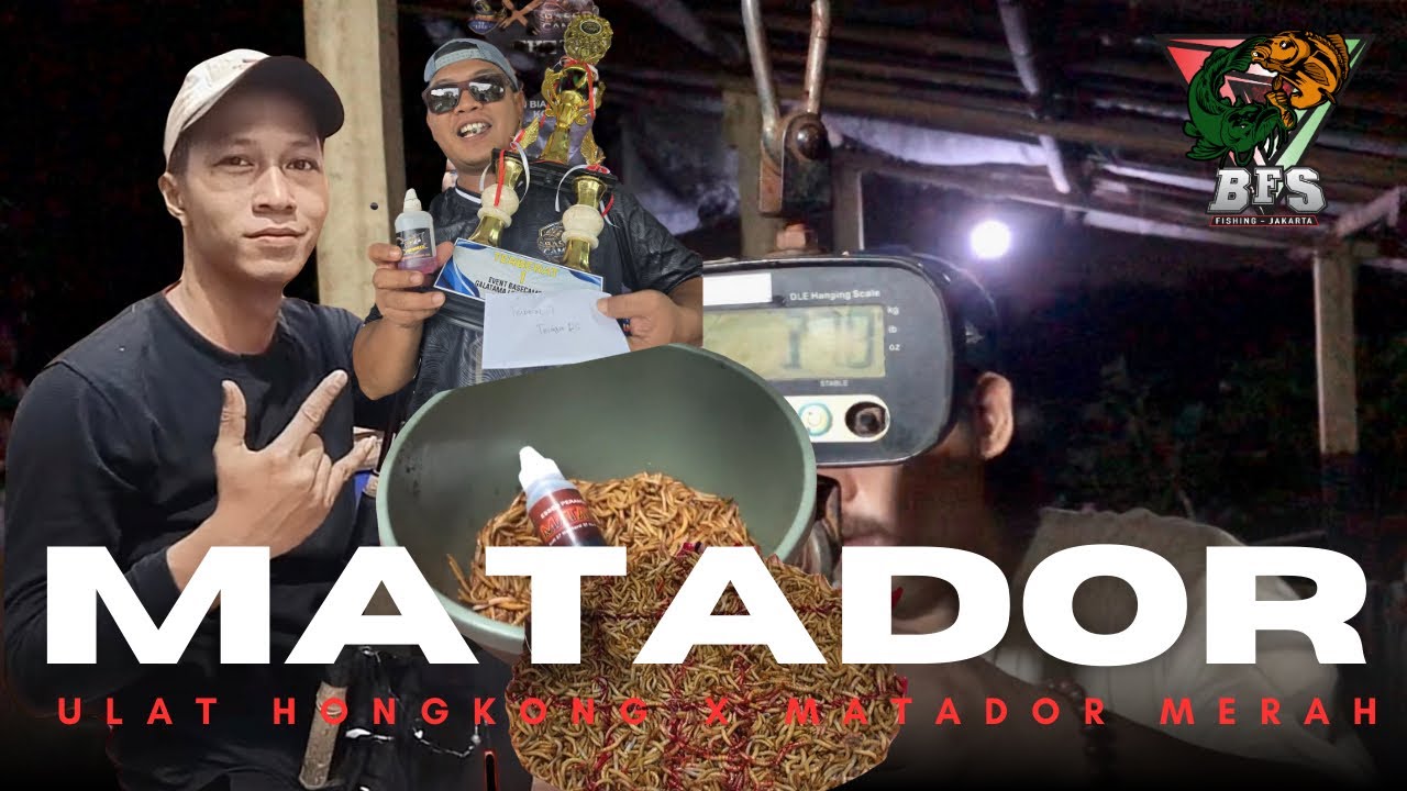 MAKANIN BANGET❗️Umpan Ulat Hongkong Sodok ESSEN MATADOR MERAH❗️Yang penting Umpan di makan, #gtlele 
