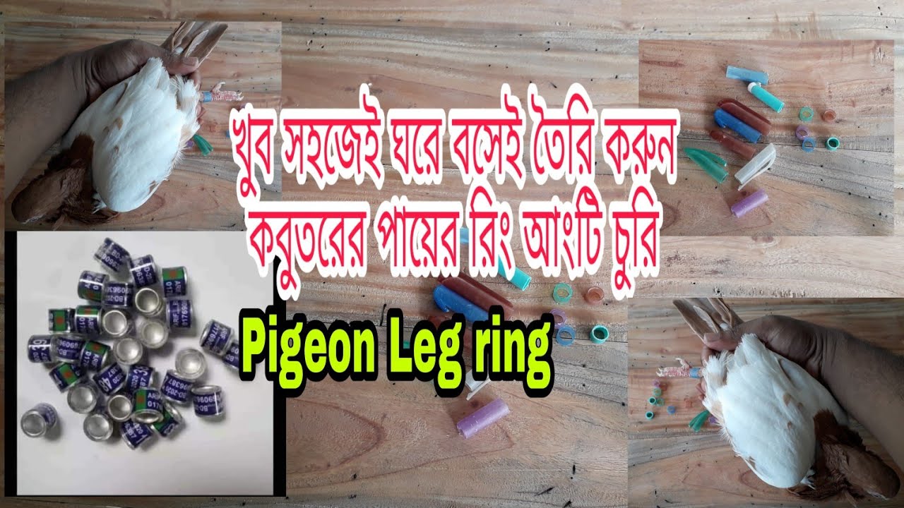 Pigeon Leg Ring ঘরে বসেই তৈরি করুন কবুতরের পায়ের রিং আংটি চুরি বা ট্যাগ তৈরি করুন pigeon tips