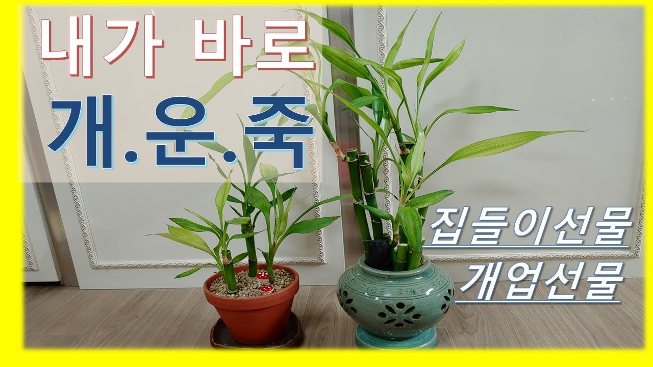 개운죽 잘키우는방법