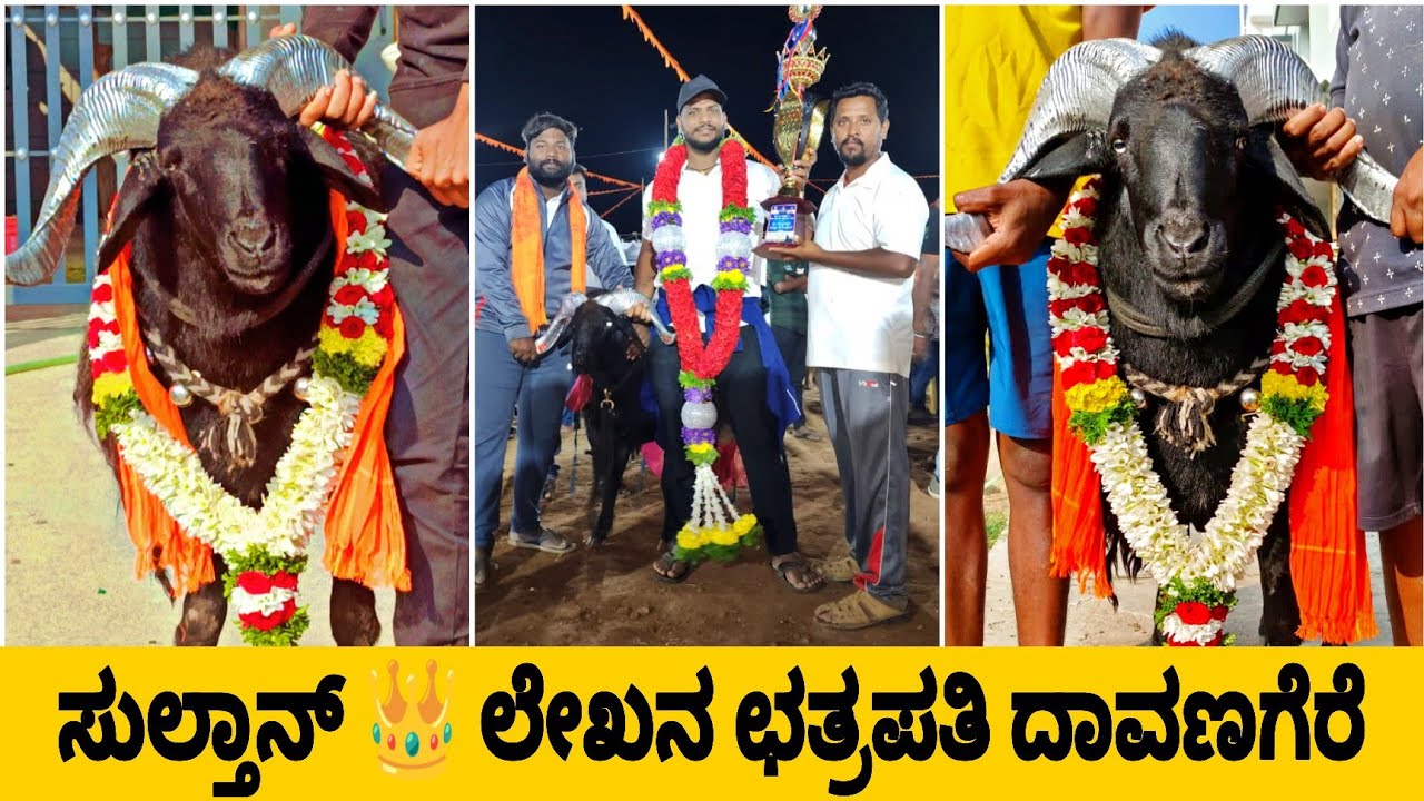 SULTHAN DAVANAGERE | ಸುಲ್ತಾನ ದಾವಣಗೆರೆ | Betting King | Kiran Kannadiga