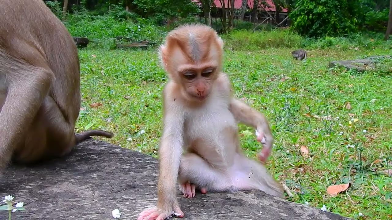 I Found the CUTEST Baby Monkey