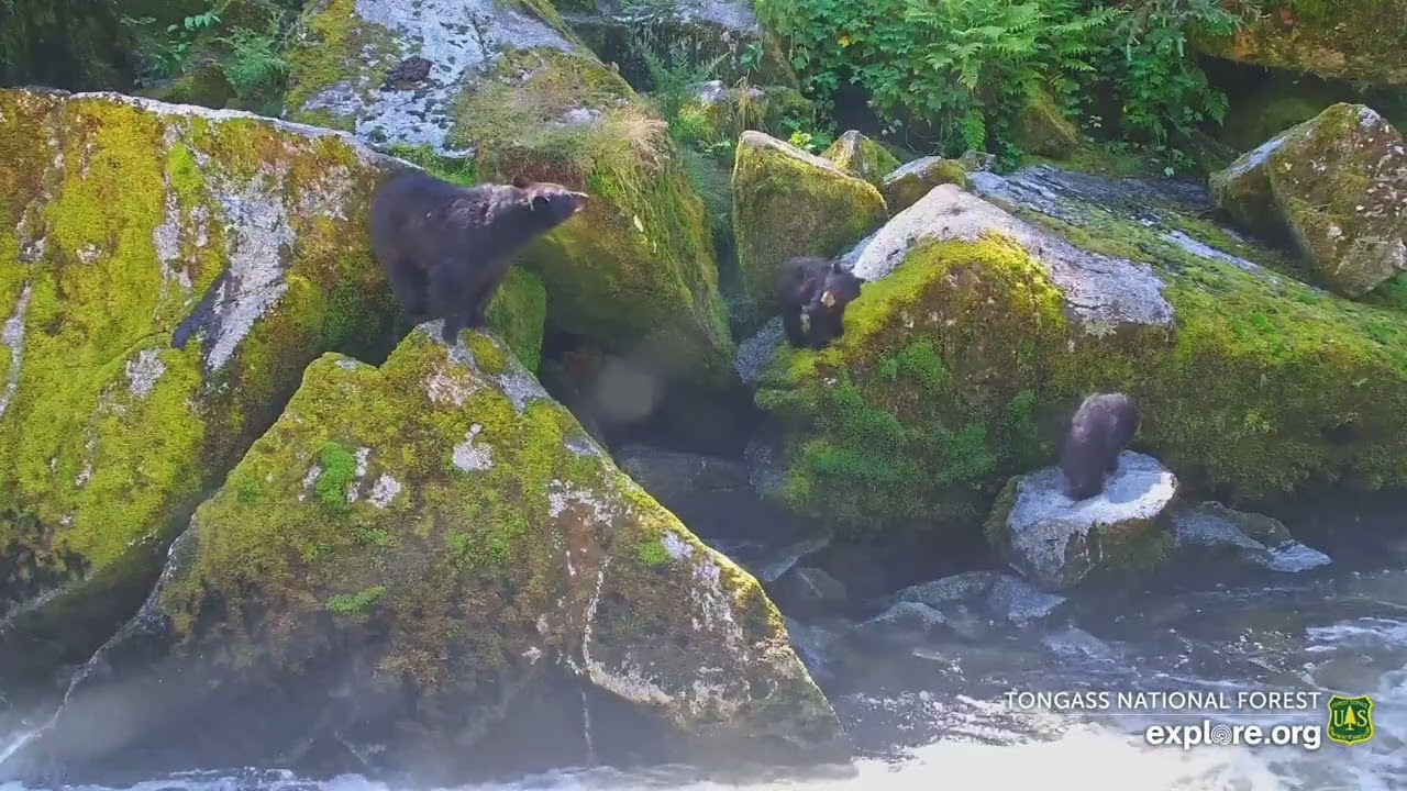 2025-07-15: Hera and yearlings scour the falls for fish (explore.org)