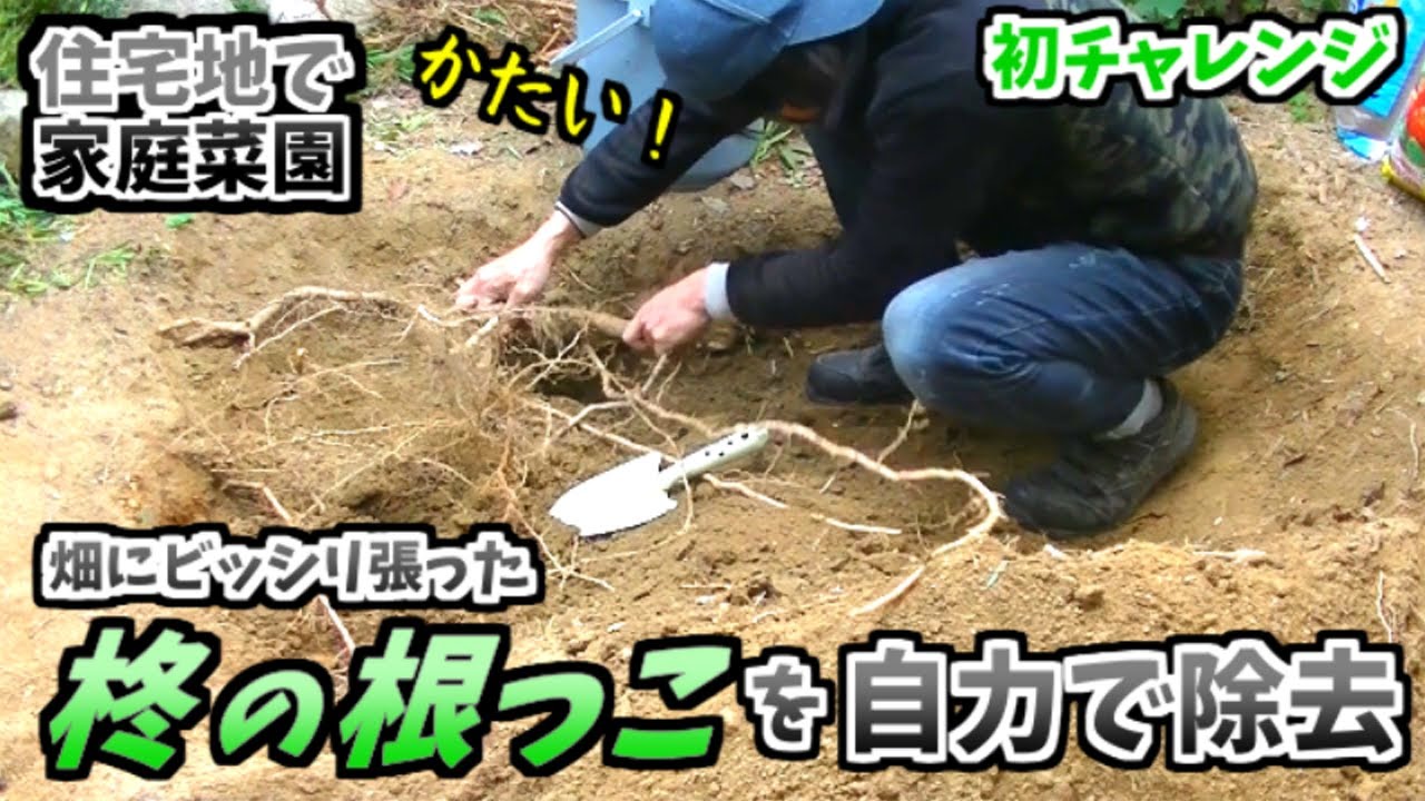 【地方の住宅地で】柊の根っこが想像以上に強敵だった【ほどほど節約生活】