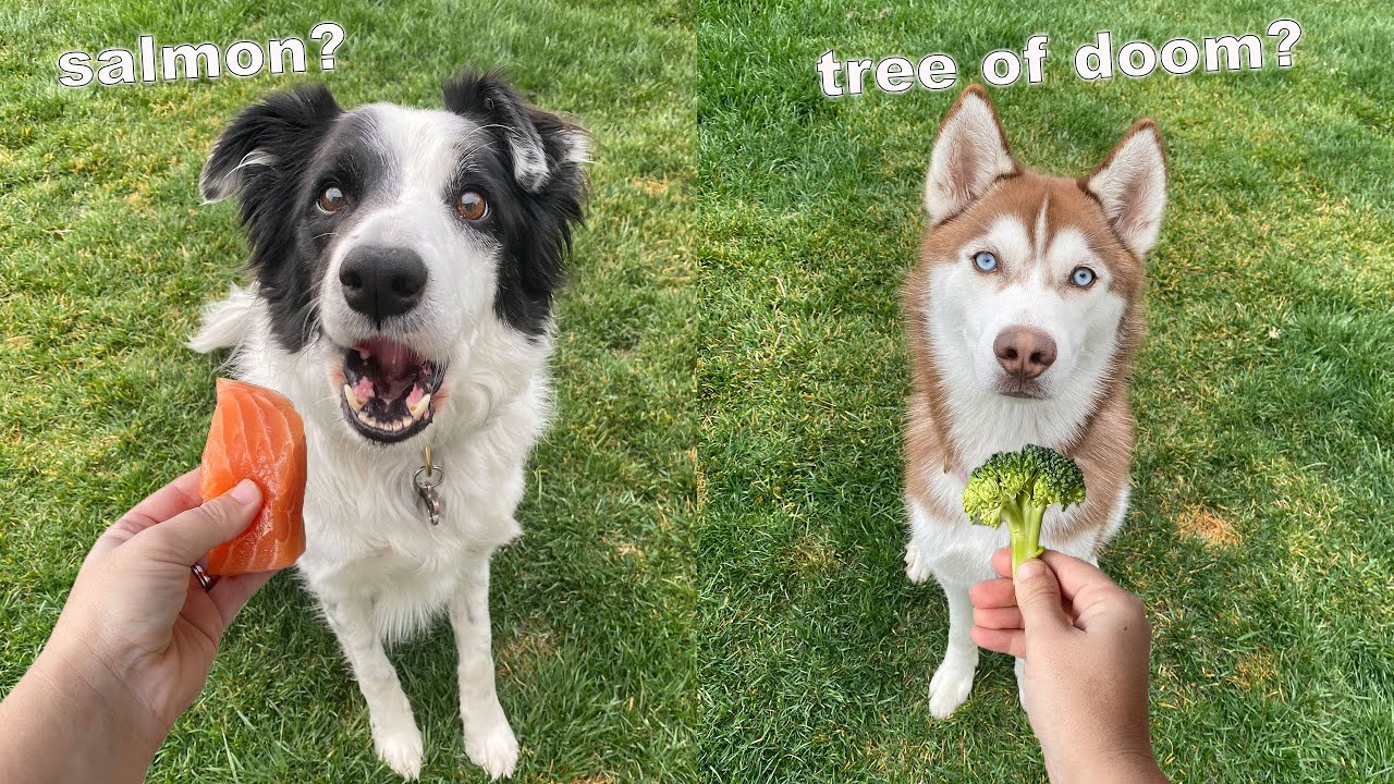 Dogs Review Different Human Foods! *Taste Test*