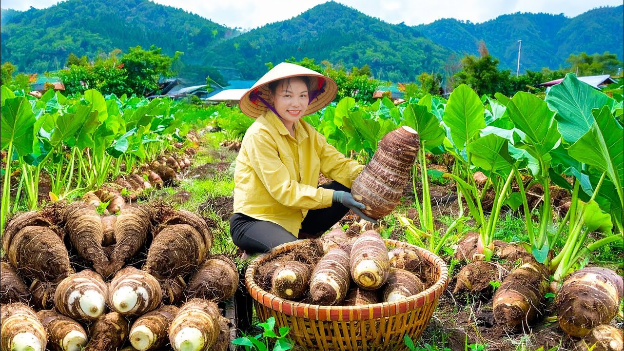 Harvesting Giant Wild Taro & Go Market to Sell - Rescue Village Children from Giant Python Attack