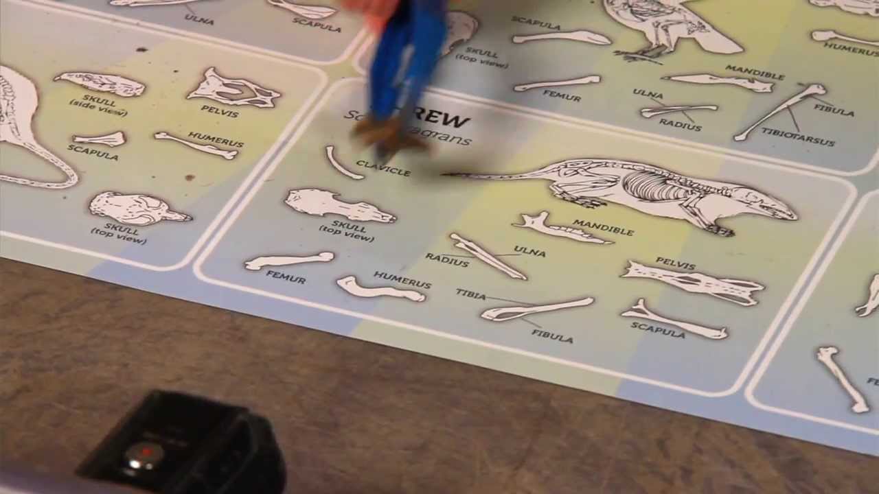 Owl Brand Short Video: Dissecting Owl Pellets