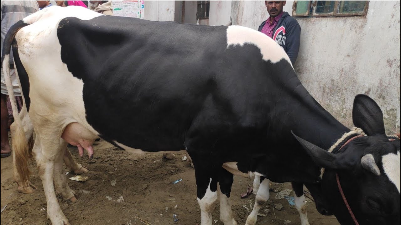 ফেনীর কাছে  মিরশান্নী বাজার থেকে গাভী গরুর দাম জানুন