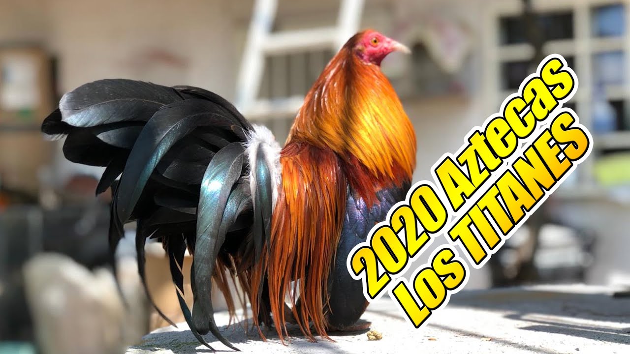 Visita al ciadero Los Titanes  sus kikirikis 2020