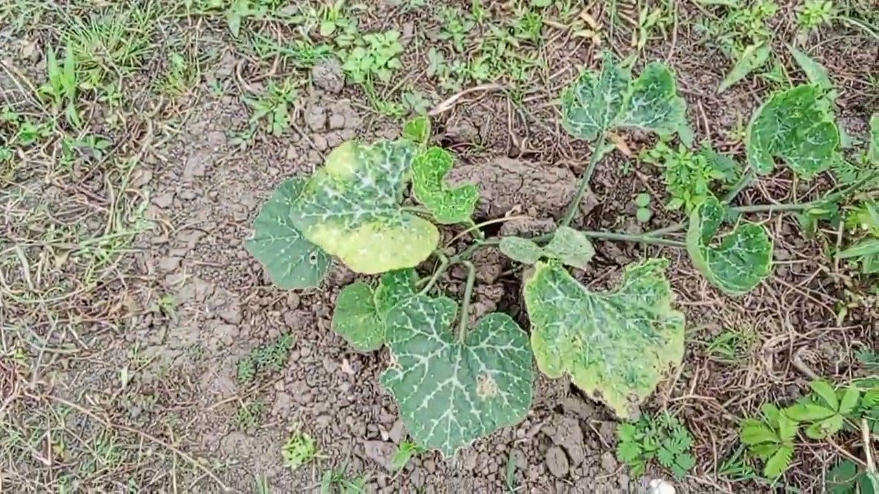 Harvest nang palay