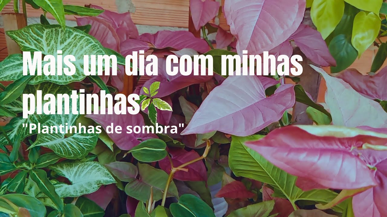 Plantas de sombra