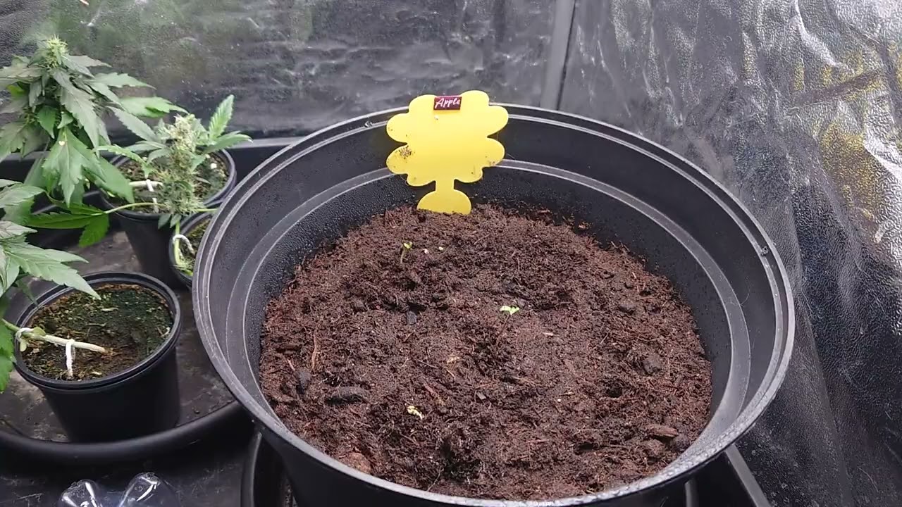 AMVgrow Apple Fritter & BlueBerry Autoflower Seeds Pop'd (Mike Tyson Autoflower Ordered)