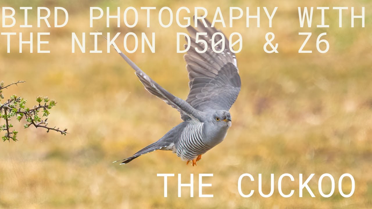 Bird Photography with the Nikon D500 and Nikon Z6 - The Cuckoo