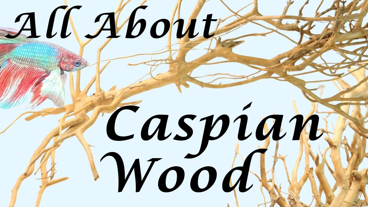 All About Caspian Wood For Your Aquarium!