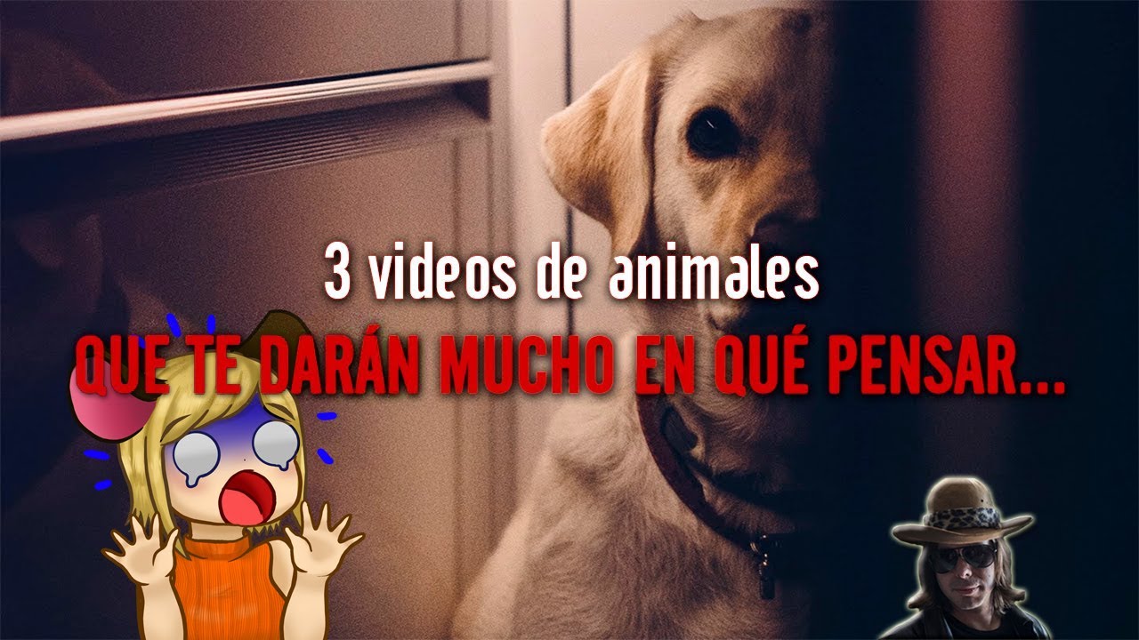3 VIDEOS DE ANIMALES... que te darán mucho en qué pensar | reacción a DROSS