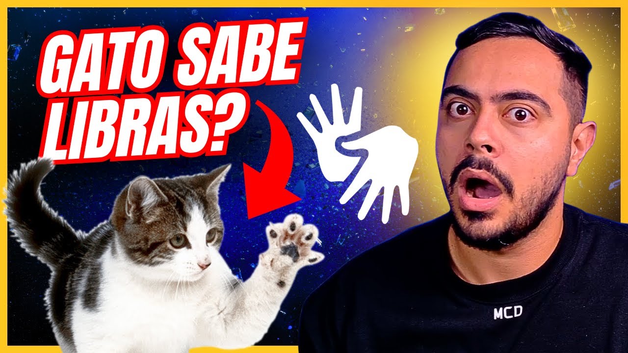 LIBRAS NA PRÁTICA: Como os gatos entendem os humanos? | LÍNGUA DE SINAIS PARA INICIANTE #005
