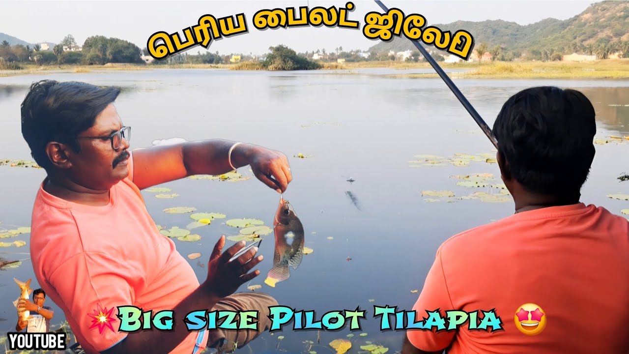 🔥Super size பெரிய பைலட் ஜிலேபி மீன்கள் Single hook தூண்டிலில் வேட்டை/Big size Pilot Tilapia/112👍💯