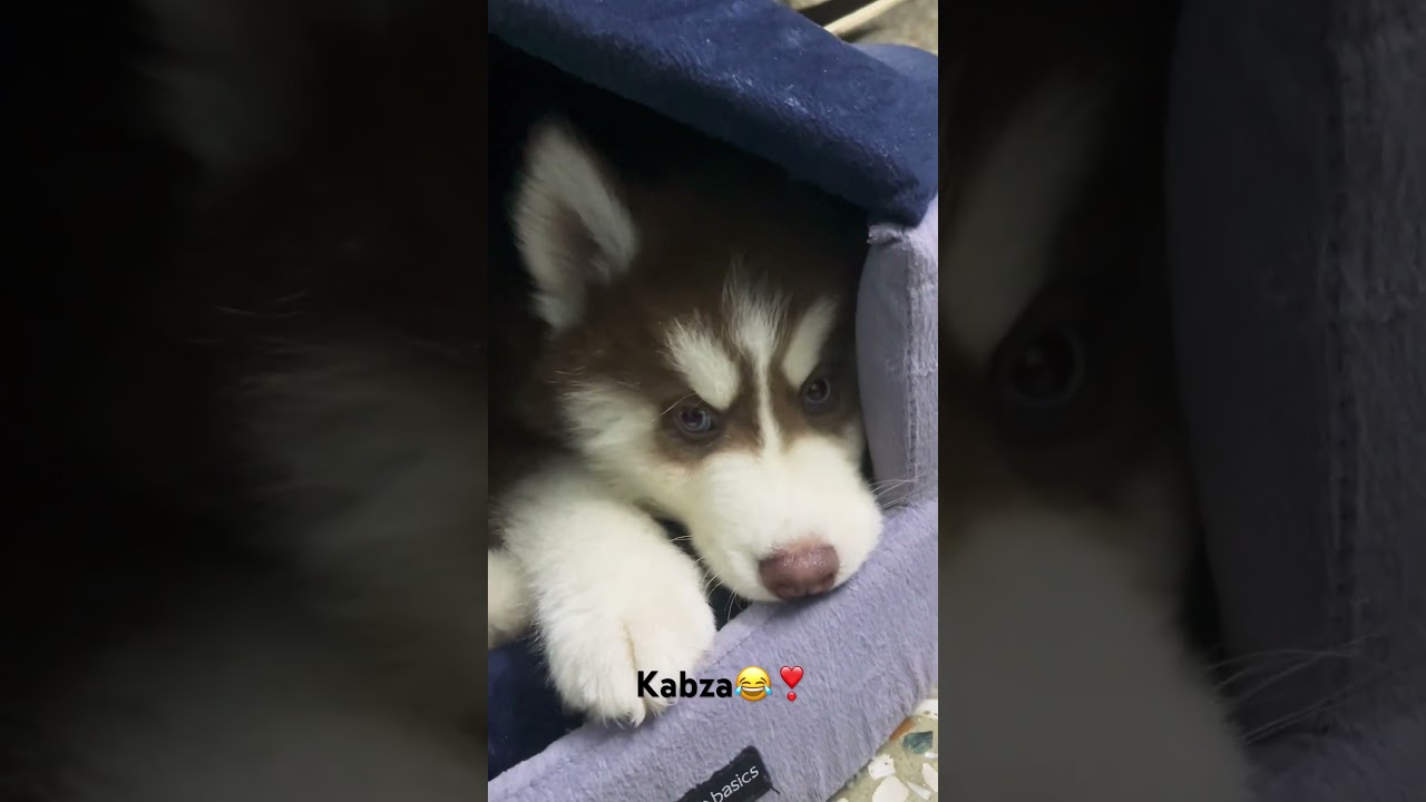 #huskypuppy #huskiesy #husky #bed #sisterhome##rest ❤️❤️❤️