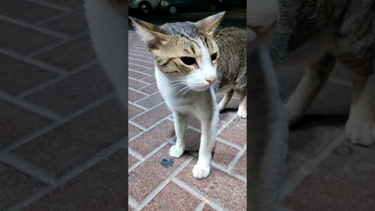 Not a cat, but a four-legged superstar বিড়াল নয়, চার পায়ের সুপারস্টার 