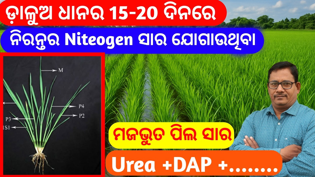 ଡାଳୁଅ ଧାନର 15-20 ଦିନରେ ଦାମଦାର ପିଲ ସାର 40-50 ପିଲ କାଣ୍ଡ ବିନ୍ଧା ପୋକ ନିୟନ୍ତ୍ରଣ Best tiller Fertilizer