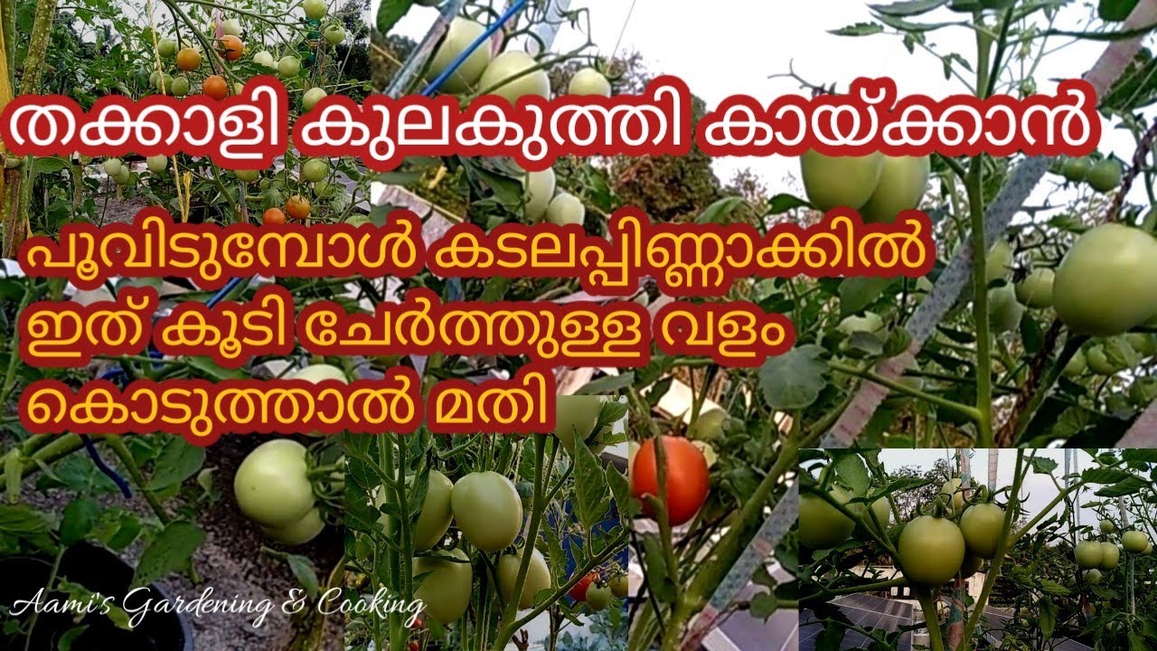 തക്കാളി കുലകുത്തി കായ്ക്കാൻ ഈ ഒരു വളം കൊടുത്താൽ മതി 💯 |Thakkali krishi in Malayalam| Tomato Krishi