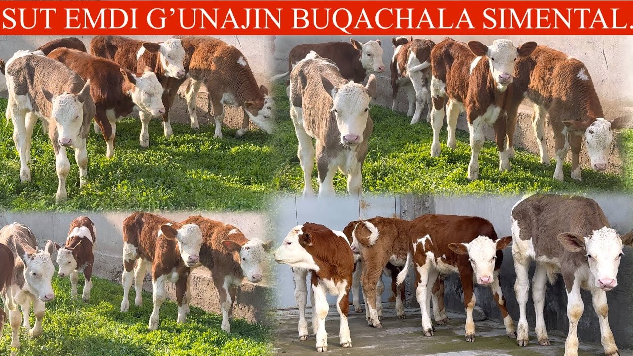 UTA SFATLI🥛SUT EMDI😳SIMMENTAL BUZOQLARI💥NOYOPLARI KELDI ZOʻRI SHULAR PULIYAM 💥✊🏃