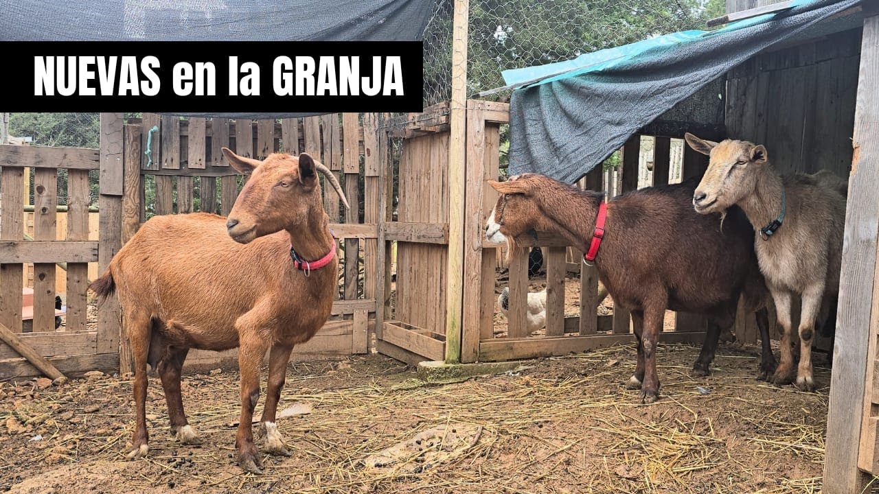 Compro un lote de cabras ibicencas para la granja… ¡y mis perros se pelean de forma brutal!