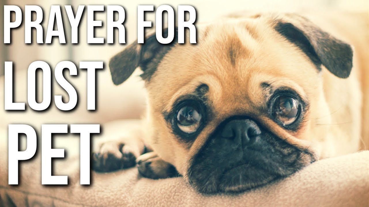 Prayer For Lost Pet - Prayer For A Lost Animal- Prayer For Lost Pet To Return Home