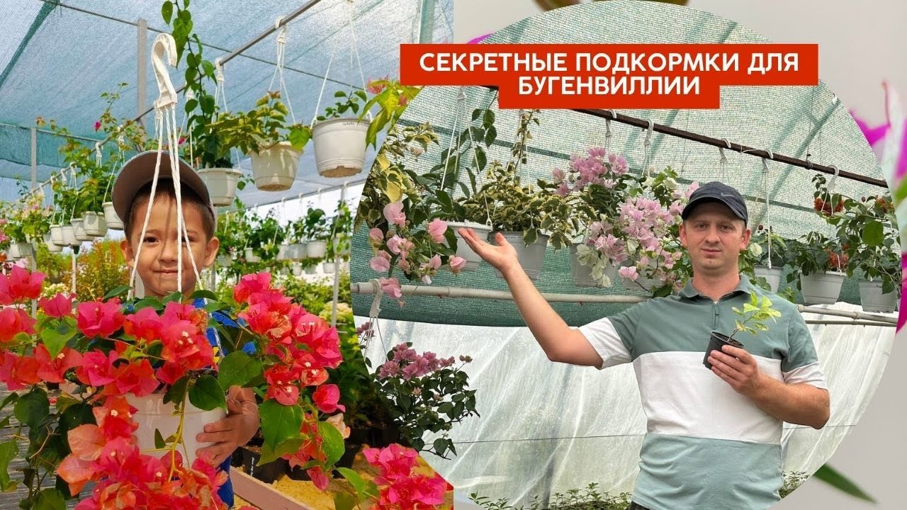 Секретные подкормки для бугенвиллии: что действительно работает, а что — миф?