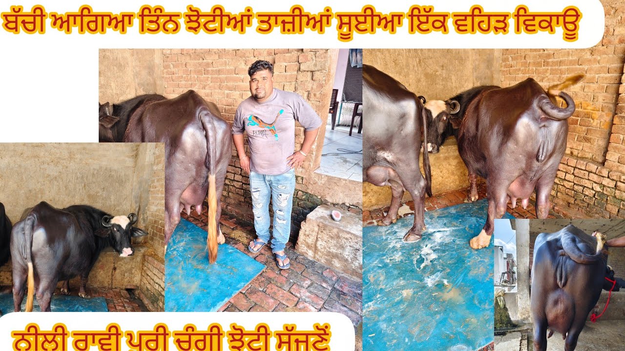 #date (08-03-26) ਬੱਚੀ ਆਗਿਆ ਤਿੰਨ ਝੋਟੀਆਂ ਤਾਜ਼ੀਆਂ ਸੂਈਆ ਇੱਕ ਨੀਲੀ ਰਾਵੀ ਇੱਕ ਵਹਿੜ ਵਿਕਾਊ 