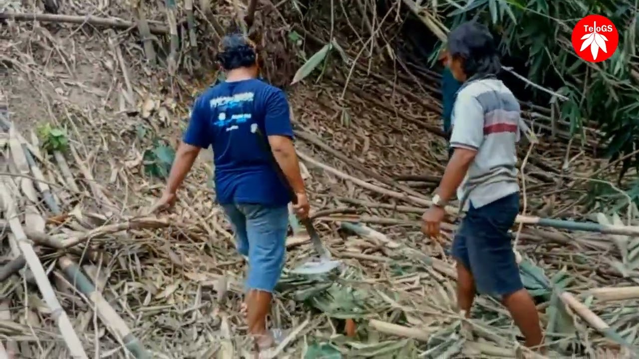 Proses Pengambilan Bambu Dampit