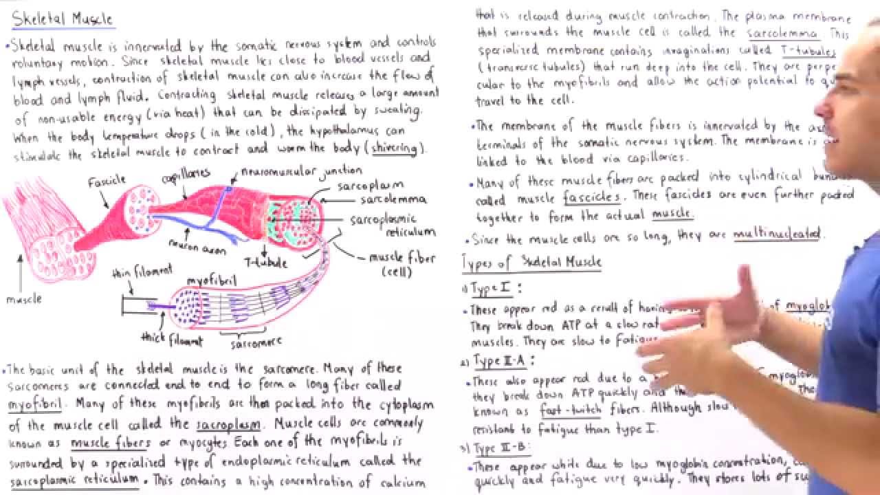 Structure of Skeletal Muscle
