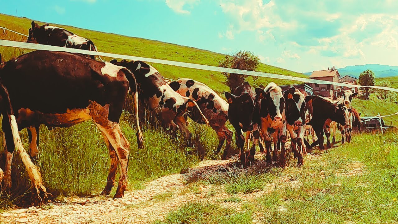 Arrivano le vitelle in malga!!!🐮🐮