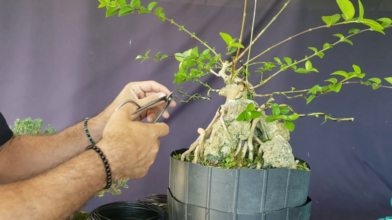 Desde el Jardin Capítulo 1 Diseño de Premna sobre roca futuro bonsai / First wiring on premna bonsai