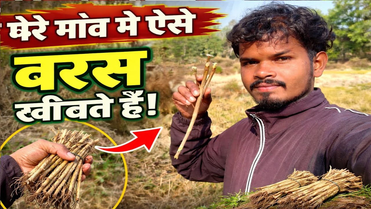 Hamare Gaon Ka Desi Brush 😱 Vlog Video (Mr Bikesh99 Vlogs)