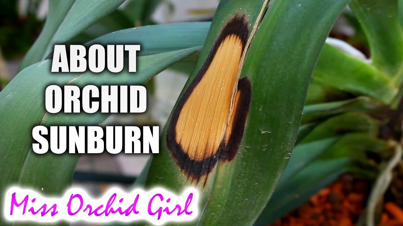 Sunburn on Orchid leaves - causes, prevention, treatment