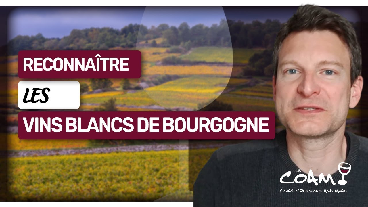 Vins blancs de Bourgogne : Apprenez à RECONNAÎTRE leurs 2 styles !