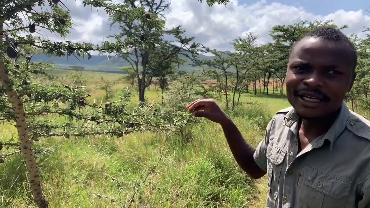 Giraffes, Ants and Thorns