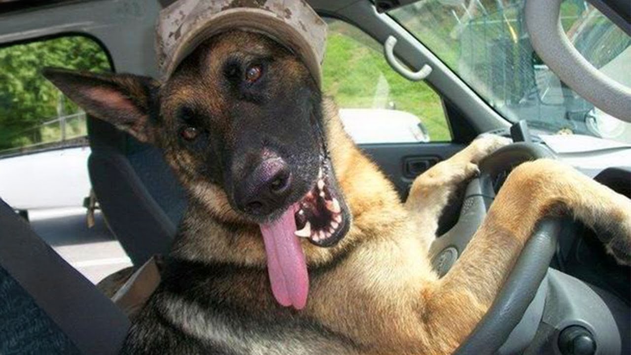 German Shepherds Are Hilariously Cute 🤣 Funny dog videos 2024